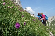 95 Distesa di Aglio d'Insubria (Allium insubricum)